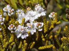 Veronica armstrongii