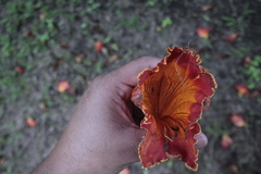 Spathodea campanulata