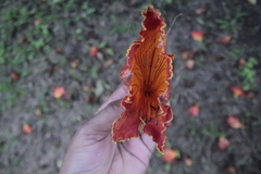 Spathodea campanulata