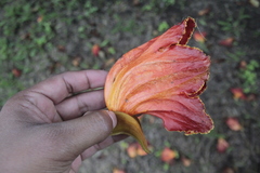 Spathodea campanulata