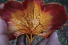 Spathodea campanulata