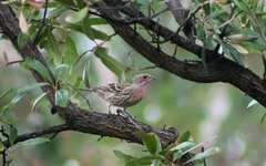 Haemorhous mexicanus