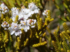 Veronica armstrongii