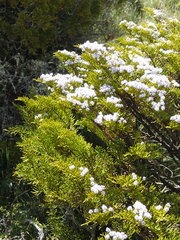 Veronica armstrongii