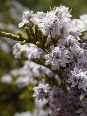 Veronica armstrongii