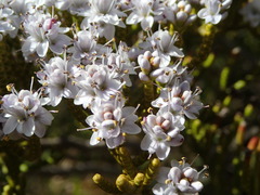 Veronica armstrongii
