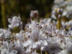 Veronica armstrongii