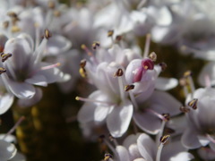 Veronica armstrongii