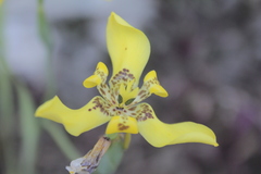 Trimezia steyermarkii