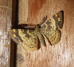 Aplogompha lafayi