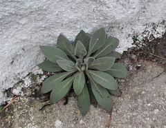 Verbascum mucronatum