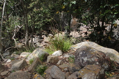 Carex lancea