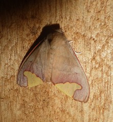 Pseudepimolis incisa