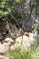 Carex lancea