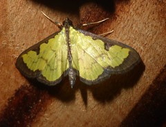 Goniorhynchus hampsoni