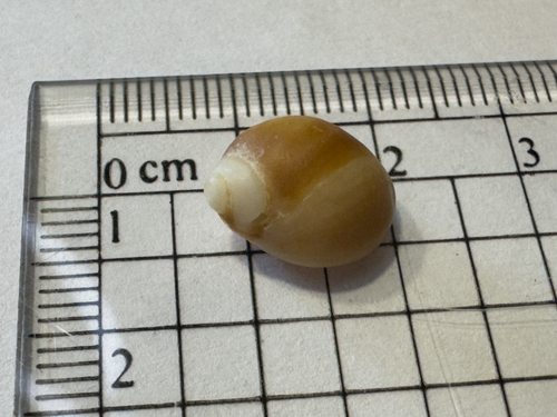 Nucella lapillus