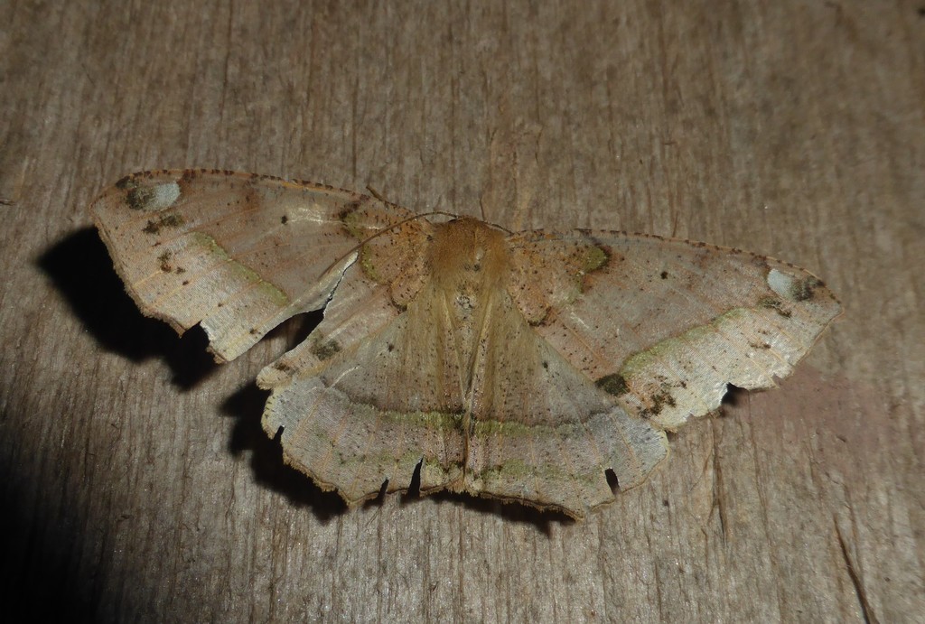Bonatea viridilinea