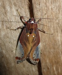 Bertholdia flavidorsata