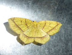 Periclina rumiaria