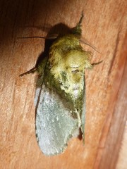 Disphragis manethusa