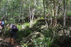Carex lancea