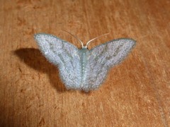 Chloropteryx opalaria