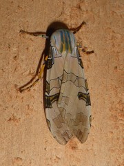 Halysidota orientalis