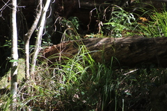 Carex lancea
