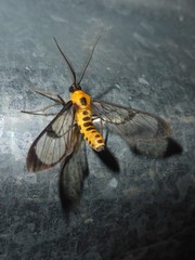 Cosmosoma melanopera