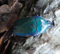 Trigonophorus rothschildi