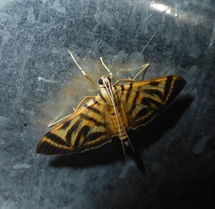 Spilomela receptalis