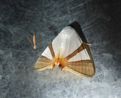 Eulepidotis rectimargo