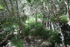Carex lancea