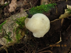 Favolaschia pustulosa