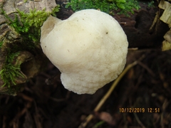 Favolaschia pustulosa