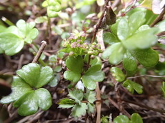 Azorella pallida