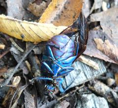 Trigonophorus rothschildi