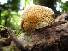 Favolaschia pustulosa