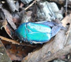 Trigonophorus rothschildi