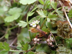 Chaerophyllum colensoi colensoi