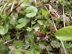 Chaerophyllum colensoi colensoi