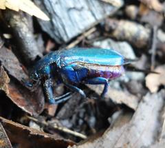 Trigonophorus rothschildi