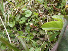 Chaerophyllum colensoi colensoi