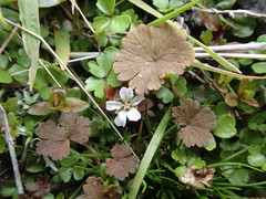 Geranium microphyllum