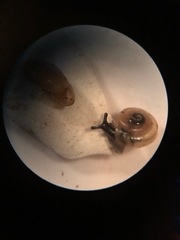 Glyphyalinia indentata