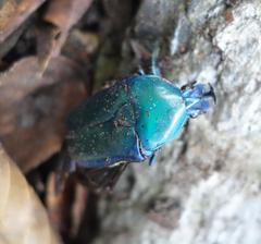 Trigonophorus rothschildi