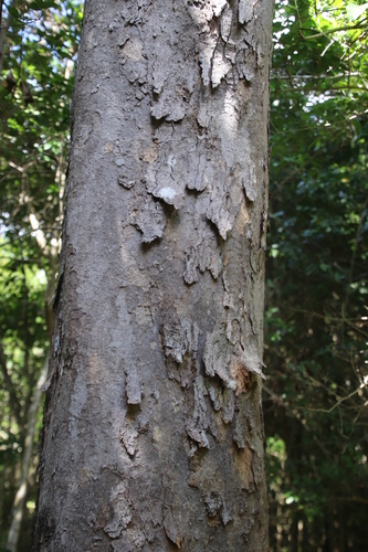 Image of Scolopia mundii by (c) Tony Rebelo, some rights reserved (CC BY-SA)