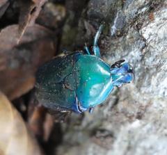 Trigonophorus rothschildi