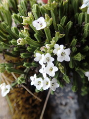 Veronica tetrasticha
