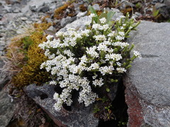 Veronica tetrasticha